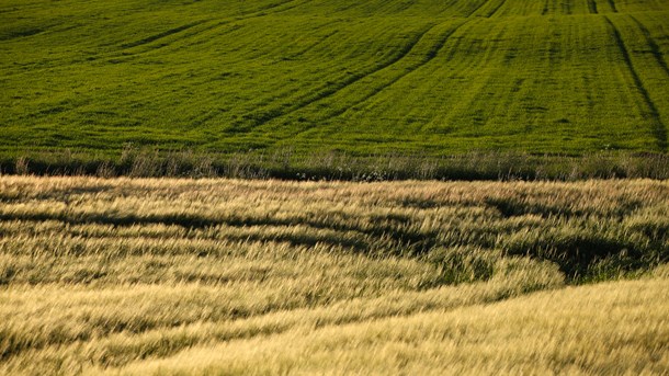 Debat: Dansk landbrug skal ikke frygte udenlandske investeringer