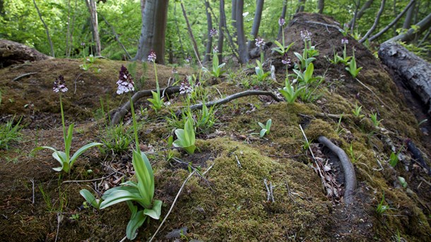 Sådan kan ny skat redde biodiversiteten   