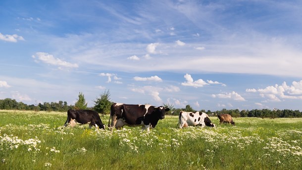 Naturstyrelsen: I naturforvaltning er der ikke noget quickfix