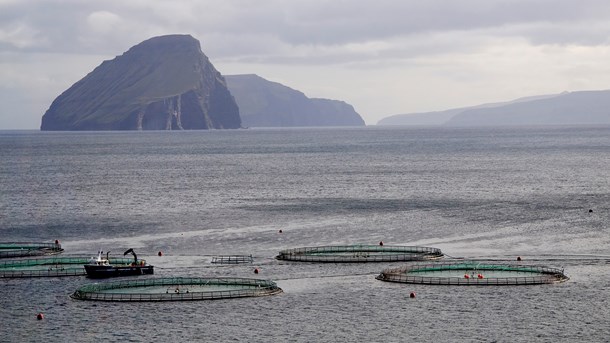 SF: Danmark skal gå forrest i udvikling af fremtidens fiskeopdræt