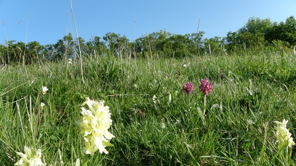 Steen Gade: Biodiversitet eller natur, det billige skidt?