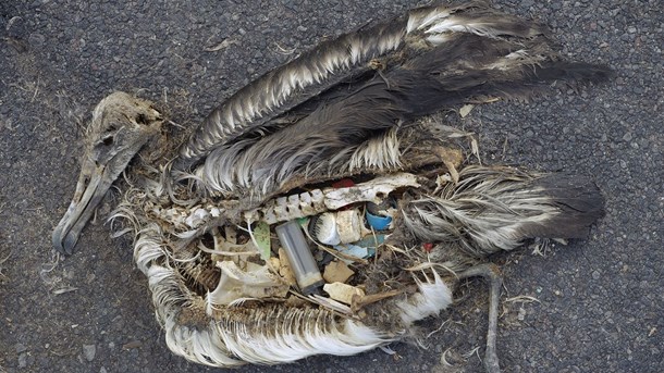 Billedet af den døde albatrosunge er taget af naturfotograf Chris Jordan. Se flere billeder fra Midway Atoll Refuge her https://www.flickr.com/photos/usfwshq/8080507529