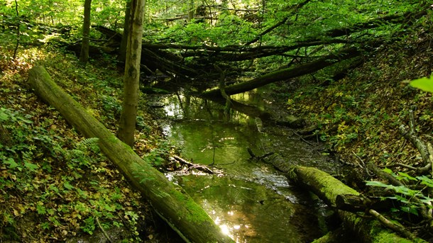 De blå partier opgiver at kortlægge naturværdierne i de private skove.