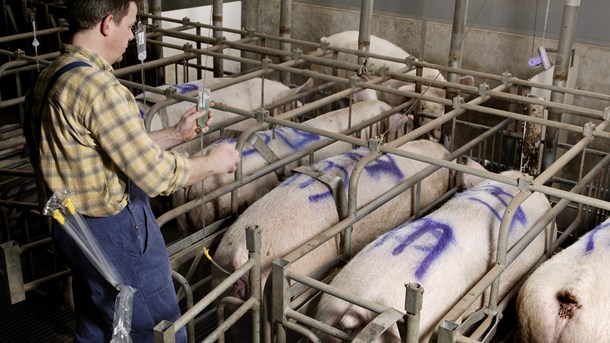 Dansk svineproduktion skal fremtidssikres til globale tendenser om økologi, dyrevelfærd og bæredygtighed, skriver direktør Britta Riis.