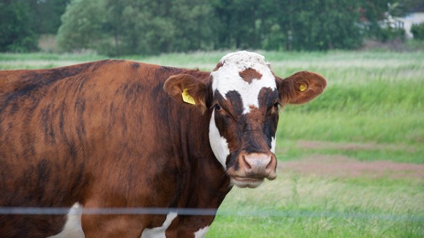 Højkvalitetskød fra naturpleje kan bidrage til Danmarks brand som gastronomi-nation, samtidig med at naturplejedriftsformen løser en vigtig opgave med at styrke biologisk mangfoldighed, skriver Naturkød Jammerbugt og Rævhede Naturprodukter. 