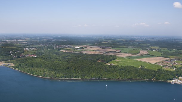 Kollund Skov ligger helt ud til Flensborg Fjord.