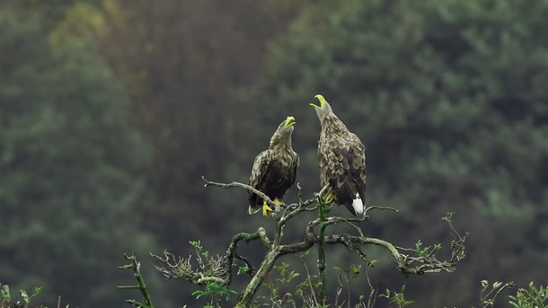 Eksperter: Der bør være mere politisk fokus på naturen