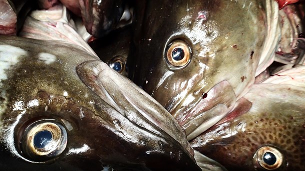 Folketinget 1. behandler i denne uge et lovforslag, der skal sikre større gennemsigtighed i fiskekvotesystemet.