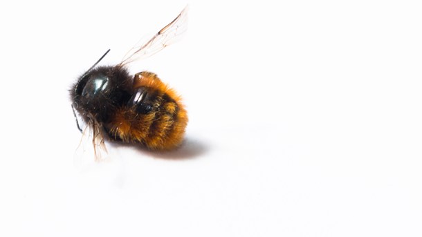 KATASTROFEKURS: Havene stiger, bierne dør. Vi er nødt til at tænke begrebet 'vækst' helt anderledes - og det haster, skriver Chili Turéll.