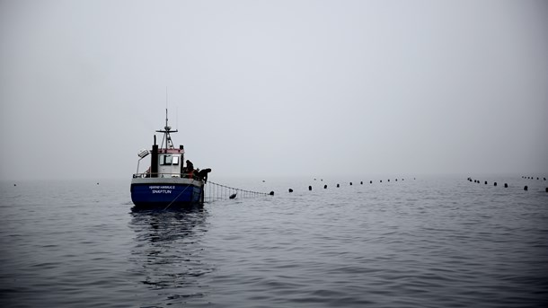 EU har stigende fokus på at øge produktionen i akvakultur, fordi det kan bidrage til vækst og nye arbejdspladser og reducere belastningen på de vilde bestande, skriver Brian Thomsen fra Dansk Akvakultur.