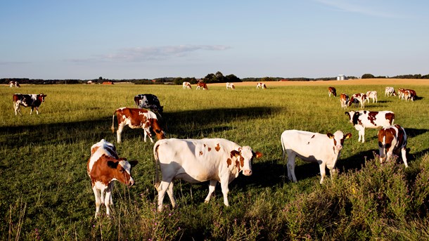 Greenpeace til V og L&F: Vi er ikke på vegansk korstog