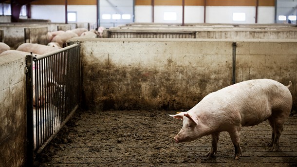 Kødforbruget skal ned. Det vil gavne både jordkloden og folkesundheden, mener generalsekretær Rune-Christoffer Dragsdahl fra Dansk Vegetarisk Forening.