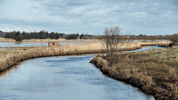 Danmarks vandløb og åer har siden tidernes morgen passet sig selv, men nu er vi ved at drukne dem i skatteborgernes penge, skriver Torben Meldgaard. På billedet ses Ryå nord for Aalborg. 