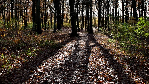 Rune Engelbreth: Fra urørte skove til naturlige vildskove