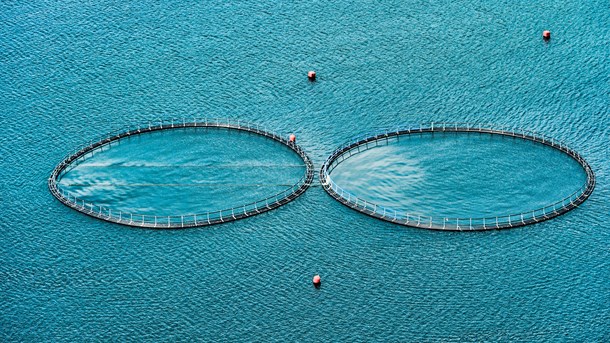 Der findes cirka 20 havbrug i Danmark.