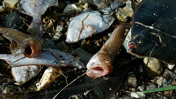 Steen Gade: Åbn øjnene og sæt fokus på at redde havet 