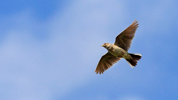 Lone Andersen: Der skal flyve flere fugle over markerne