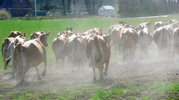 Vismænd: Læg klimaafgift på landbruget, men lad bilejerne slippe