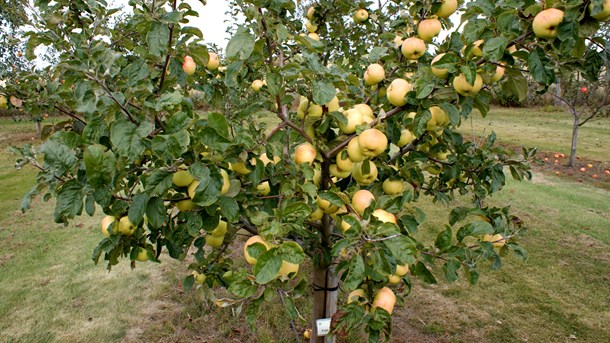 EU er ikke tilfreds med Landbrugsstyrelsens kontrol med støtte udbetalt til producentorganisationer inden for frugt og grønt.