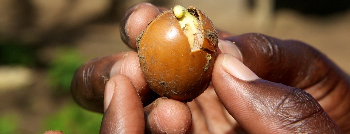 Sheanødder af arten nilotica er grundingrediensen i et nyt hudplejeprodukt, der skal skabe social fremgang i Uganda. 