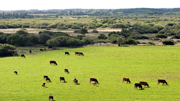 I 2018 skal kommunerne i samarbejde med naturrådene udpege hvilke områder, der skal indgå i Grønt Danmarkskort. 