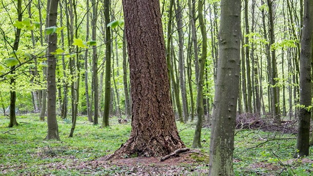 
			
				
					Det er Venstre, Dansk Folkeparti, Liberal
Alliance og Det Konservative Folkeparti, der med naturpakken vil styrke biodiversiteten i den danske natur.
			
		