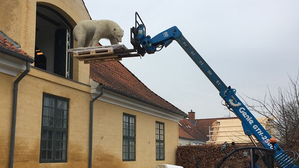 Når isbjørnen skal udflyttes til Djurs