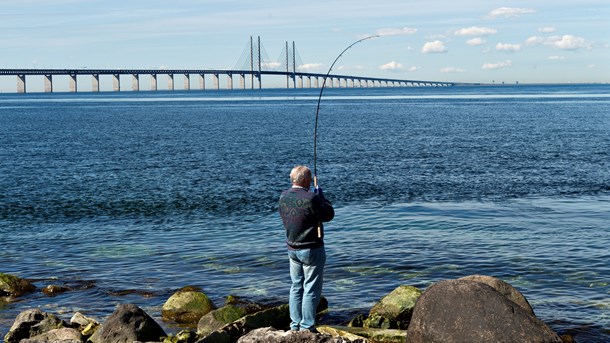 Selv om lystfiskerne hvert år hiver millioner af kroner op af havet i Øresund, så kommer de erhvervsmæssige interesser ofte i første række, skriver Verner W. Hansen.