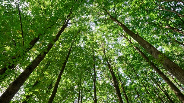 Grøn jubel over rødt natur-udspil: 