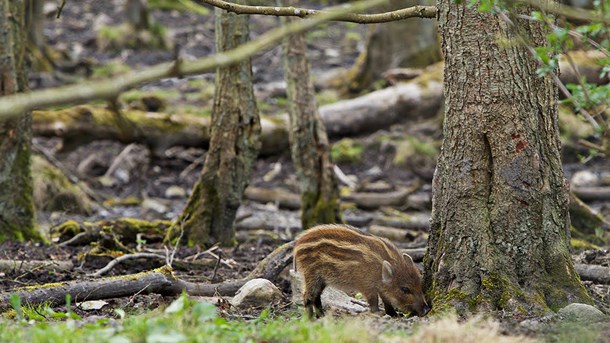 Regeringen ønsker et vildsvinehegn langs den tyske grænse, men det vil få konsekvenser, mener Peder Størup fra Naturbeskyttelse.dk