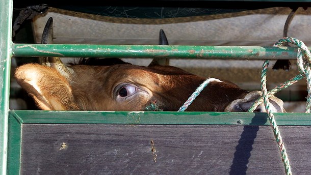 Dyr transporteres ofte under dårlige forhold. Under transporterne er det flere gange dokumenteret, hvordan dyrene ikke har adgang til hverken drikke eller foder.