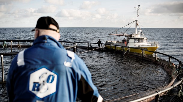 Greenpeace: Hvis S vil være grønne, skal de ikke støtte nye havbrug