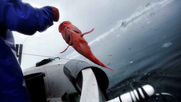 I det diplomatiske arbejde omkring regulering af fiskeri i Polhavet har rigsfællesskabet ingen særlig central placering i forhold til de andre deltagere, som tæller de fem kyststater og Island, EU-Kommissionen, Kina, Japan og Sydkorea.