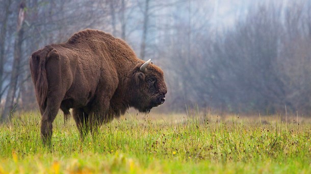 Naturstyrelsen eksperimenterer nogle steder med, at naturen får lov at passe sig selv. Blandt andet har styrelsen sat bisoner ud på Bornholm, skriver Peter Ilsøe. 