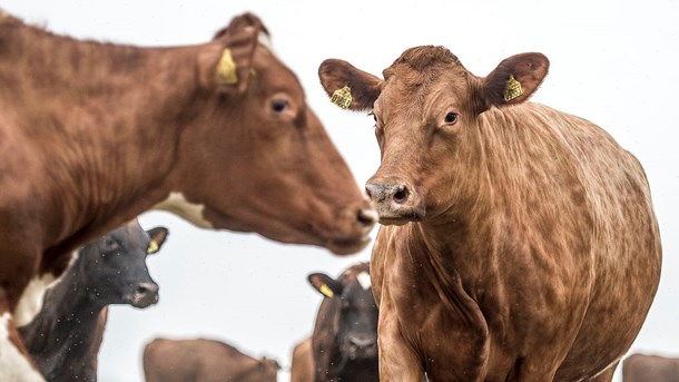 Den næste store reform af EU's udskældte landbrugspolitik ser dagens lys på fredag.