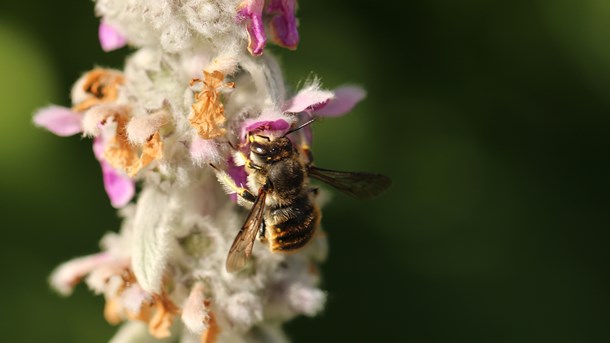 Der er i den seneste tid kommet voksende fokus på, at antallet af insekter går tilbage – og herunder de vilde bier. Det vækker bekymring hos mig og blandt mine landmandskollegaer, skriver Lone Andersen fra L&F.