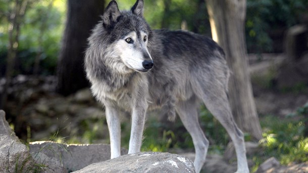 Regeringens ulveudspil skuffer landbruget: Vi kan stadig ikke skyde ulven