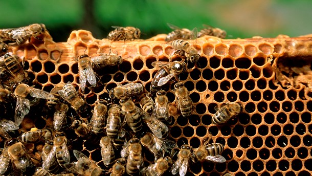 Kommunerne går foran som gode eksempler i mange henseender. Blandt andet på pesticidområdet. Næste step for kommunerne må være at udarbejde blomsterplaner for deres vejrabatter, skriver Arne T. Henriksen.