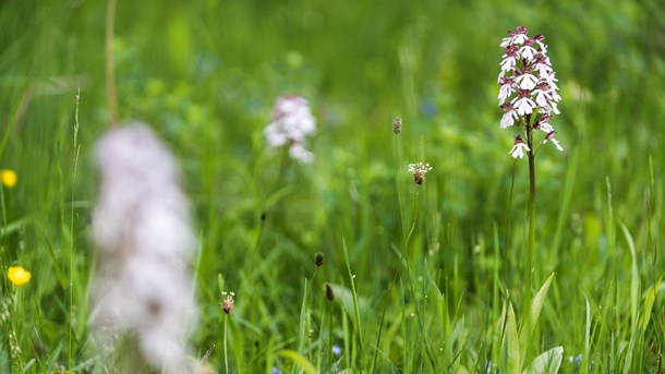 Områder ved Saltum Enge, Klinteskoven på Møn og Paradisbakkerne ved Almindingen er nogle af de steder, Miljøministeriet har forslået skal under Nature 2000-beskyttelse. 