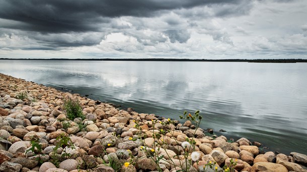 ILTSVIND Et skybrud i juli har medført en miljøkatastrofe i Filsø i Sydvestjylland. 