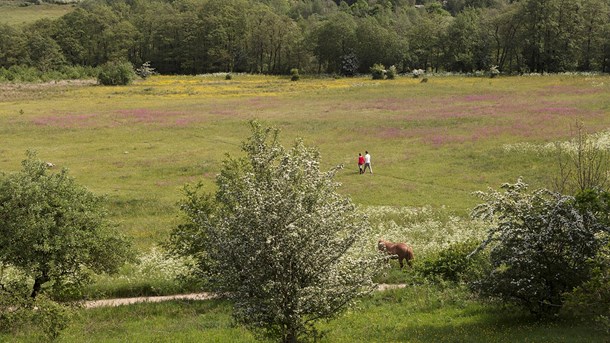 Skal man virkelig flytte noget, skal de tørre arealer, der støder op til ådalene også i spil, skriver Peder Størup. 