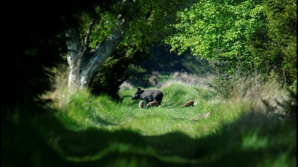 WWF og DN er begge imod vildsvinehegnet, men dybt uenige om, hvorvidt Miljøstyrelsen har ageret fagligt korrekt i sagen.