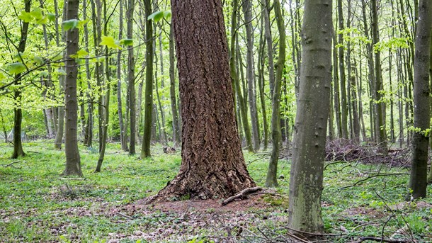 En række mærkesager fra Socialdemokratiets miljø- og klimaudspil går igen i partiets finanslovsudspil. Herunder renere luft og mere skov.