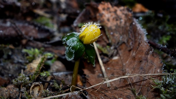 BIODIVERSITET: Vi bør blandt andet blive bedre til at mobilisere virksomheder i arbejdet med biodiversitet, skriver Rasmus Vincentz fra Habitats.