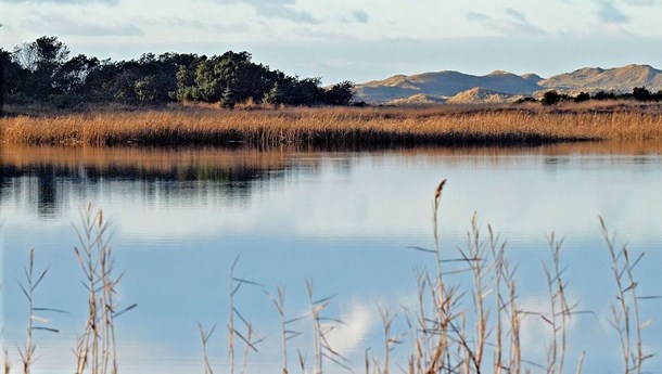 I forbindelse med en evaluering af nationalparkloven er det vigtigt at holde fast i den særlige danske variant med ti ligesidede mål, skriver Lone
Andersen, der er viceformand i Landbrug & Fødevarer.