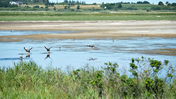 EU skal vende tommelfingeren opad, hvis regeringen skal lykkes med at ændre på naturbeskyttelsen i en række Natura 2000-områder.