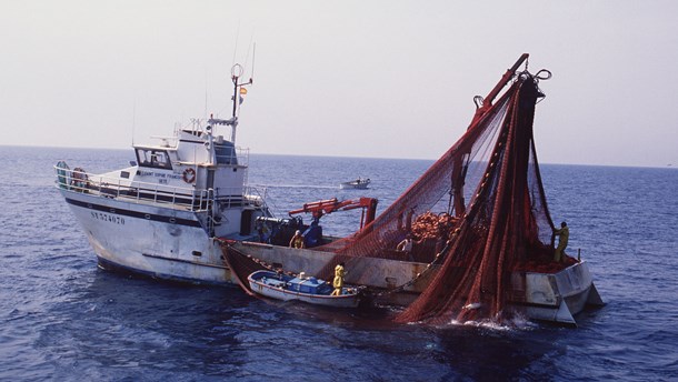 DN til fiskere: Danmark er europamestre i at udvande naturbeskyttelse til havs