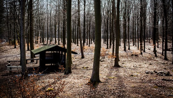 Regeringen vil have en fjerdedel af landkortet til at være dækket af skov. Ifølge DN og WWF peger de ikke på, hvordan målet skal opnås. (Foto: Jeppe Bjørn Vejlø/Ritzau Scanpix)