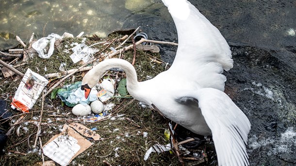 Kommissionens oprindelige forslag bygger på en undersøgelse af, hvilke plastikprodukter man oftest finder på strandene. 