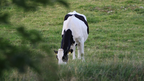 Bæredygtighed inden for fødevareproduktion er en måde at forebygge fødevareknaphed for mennesker såvel som landbrugsdyr. 